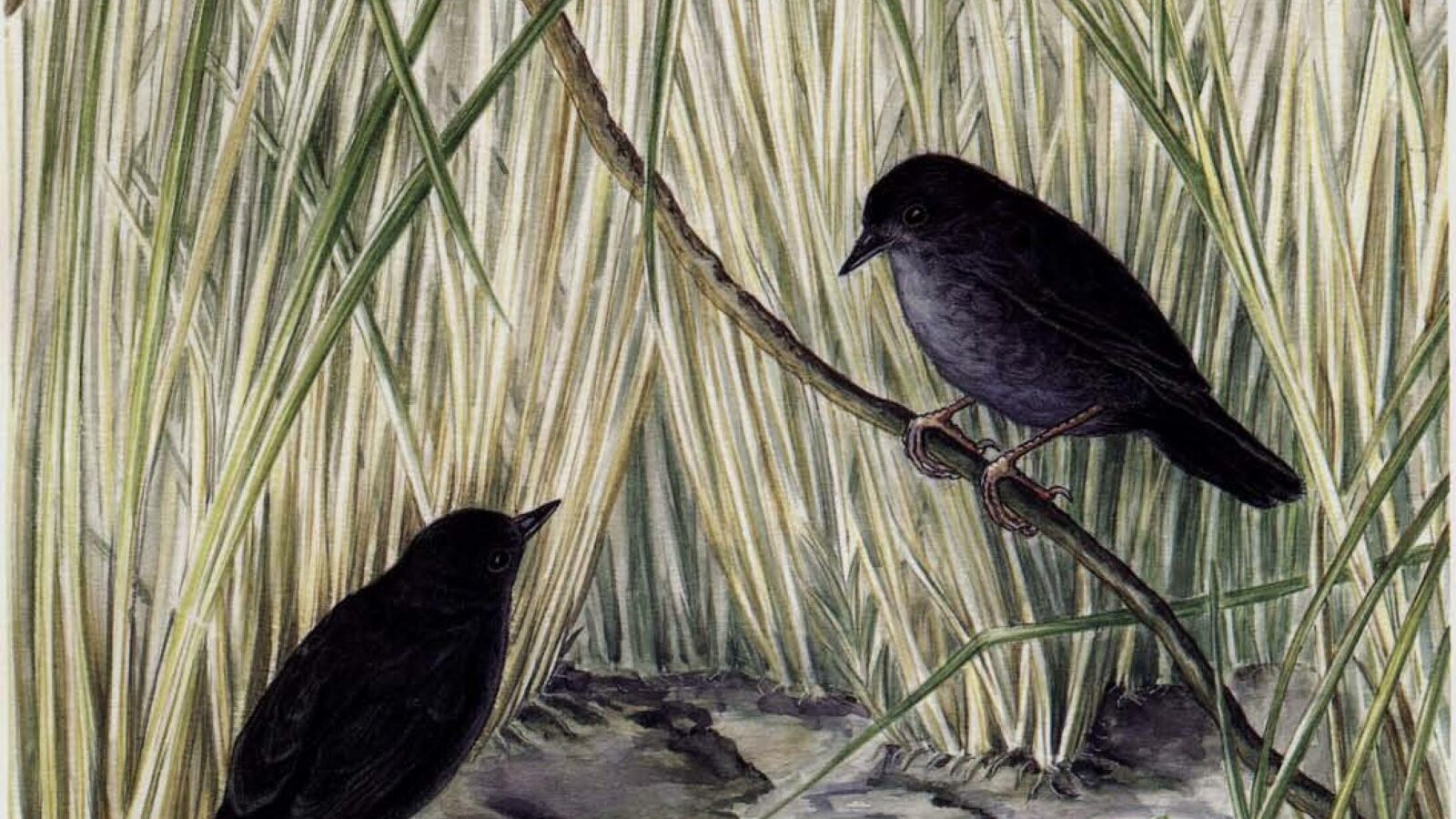 Marsh Tapaculo