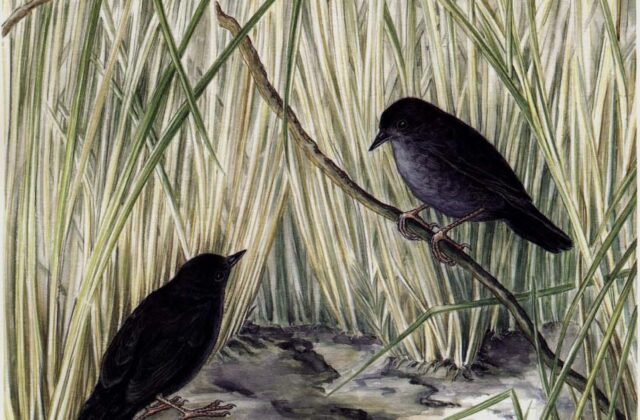 Marsh Tapaculo