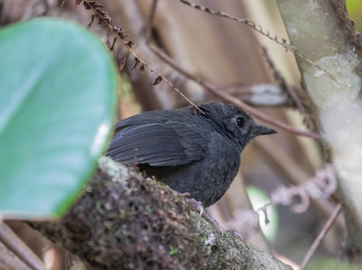 Brown-rumped Tapaculo