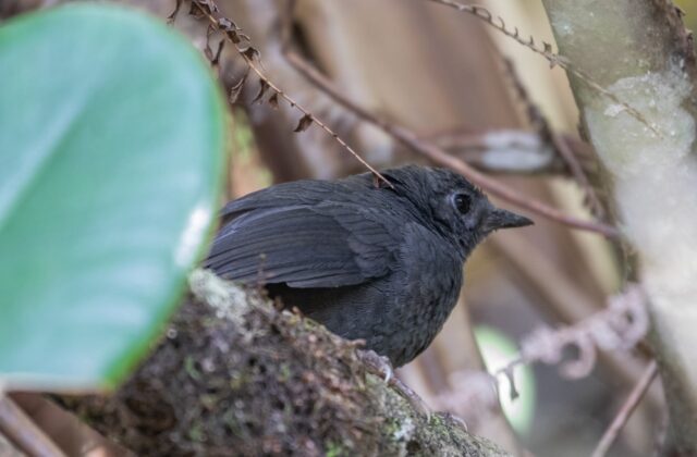 Brown-rumped Tapaculo