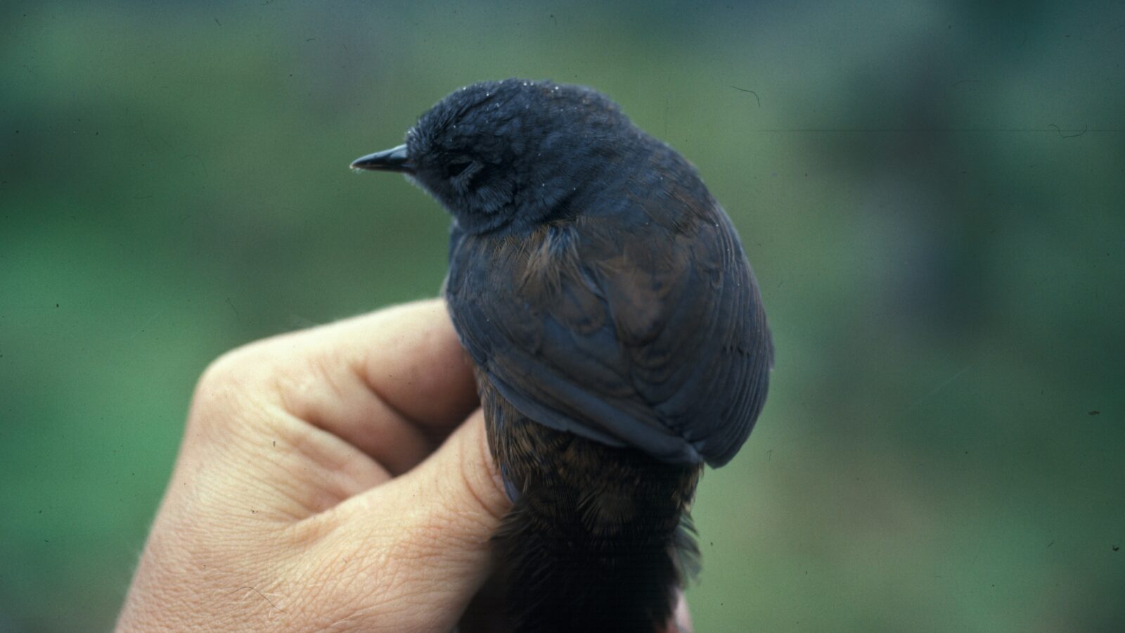 Blackish Tapaculo