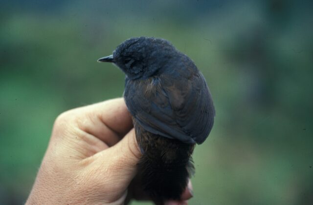 Blackish Tapaculo