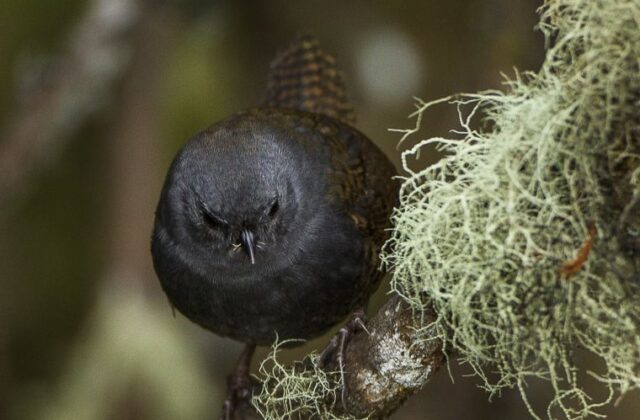 Paramo Tapaculo