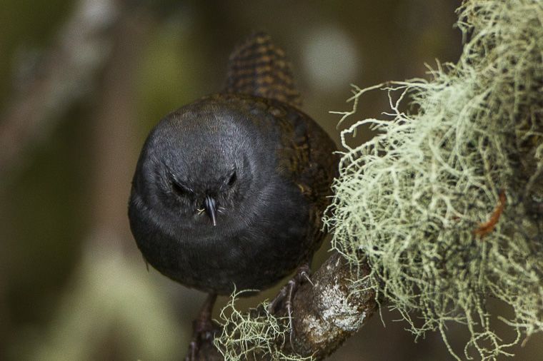 Paramo Tapaculo