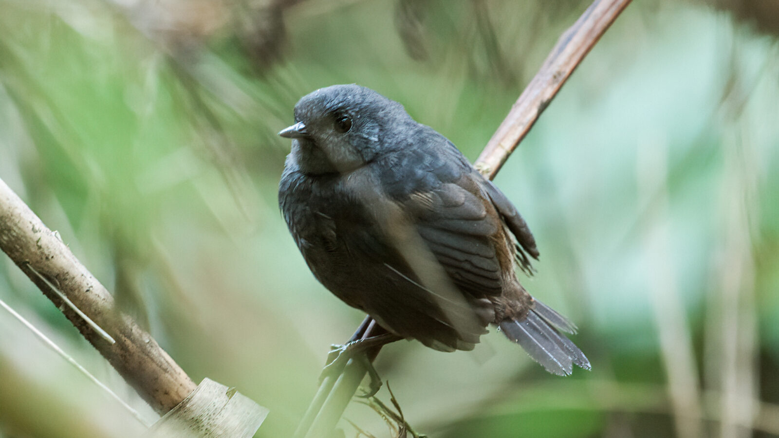 Chusquea Tapaculo