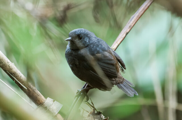 Chusquea Tapaculo