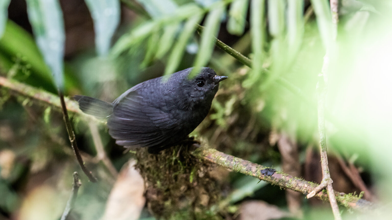 Trilling Tapaculo