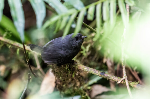 Trilling Tapaculo