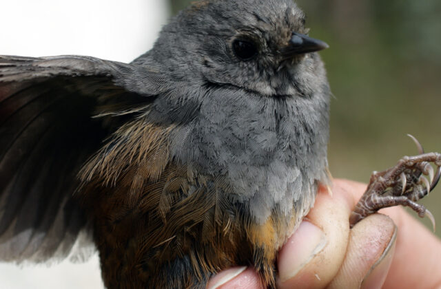 Perija Tapaculo