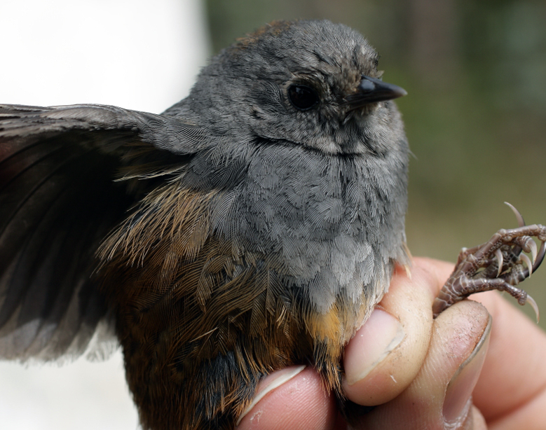 Perija Tapaculo