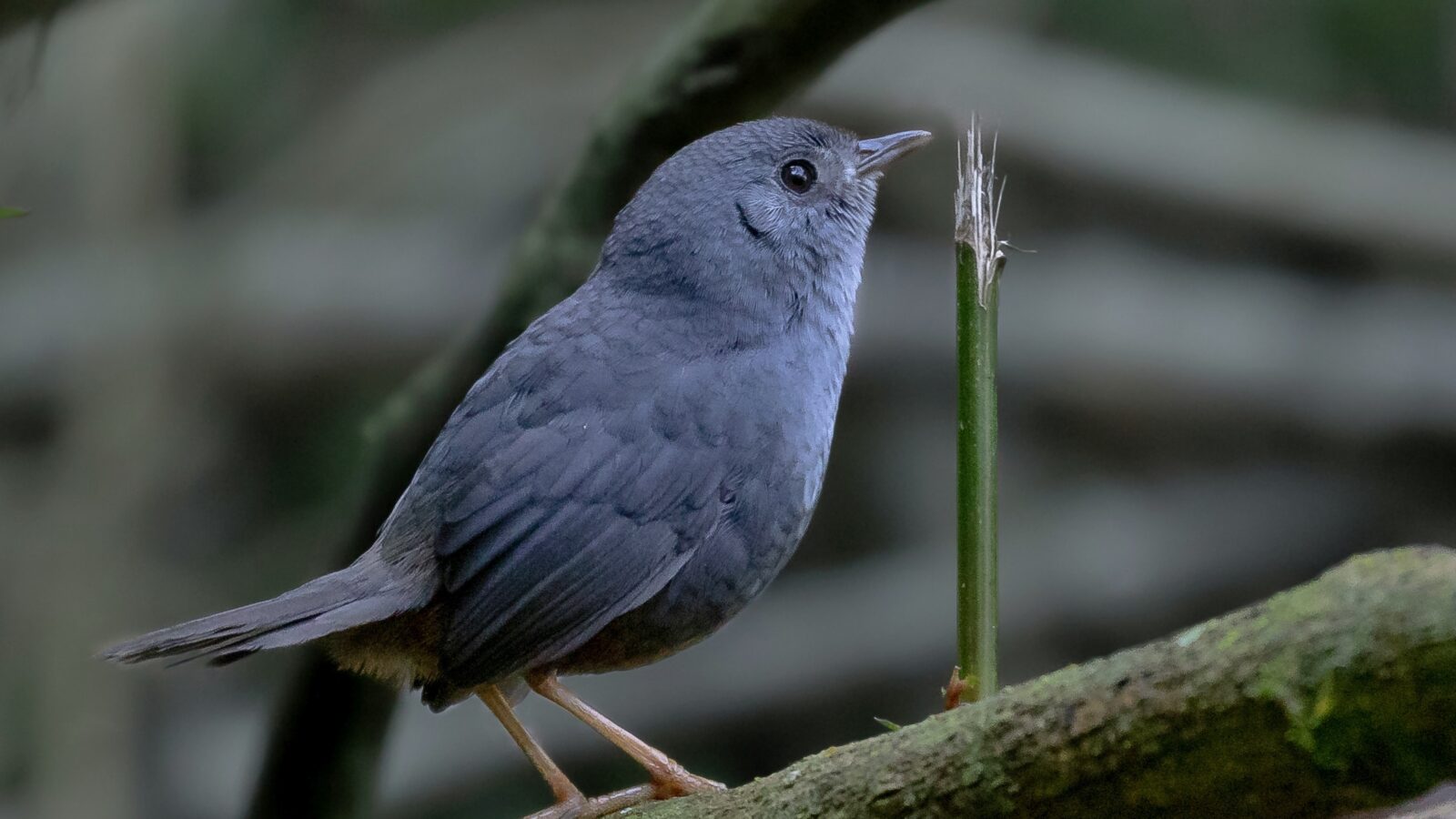 Rock Tapaculo