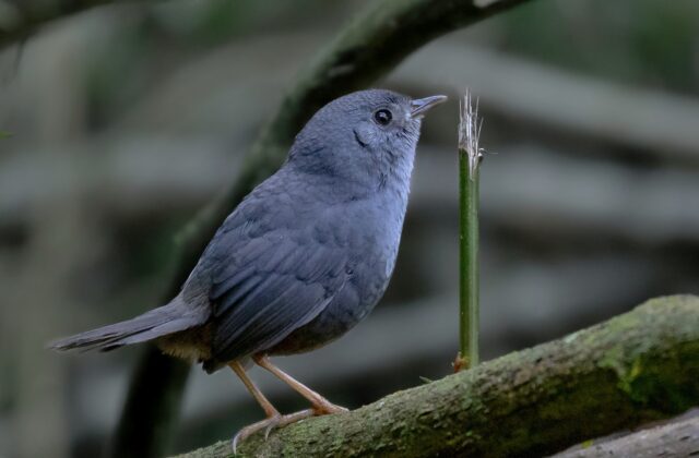 Rock Tapaculo