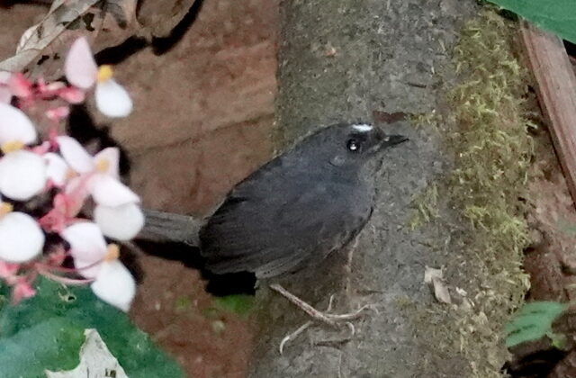 Santa Marta Tapaculo