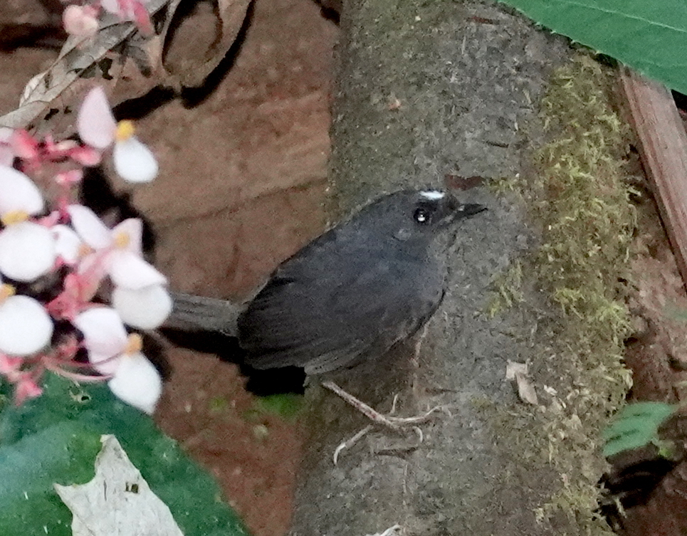 Santa Marta Tapaculo