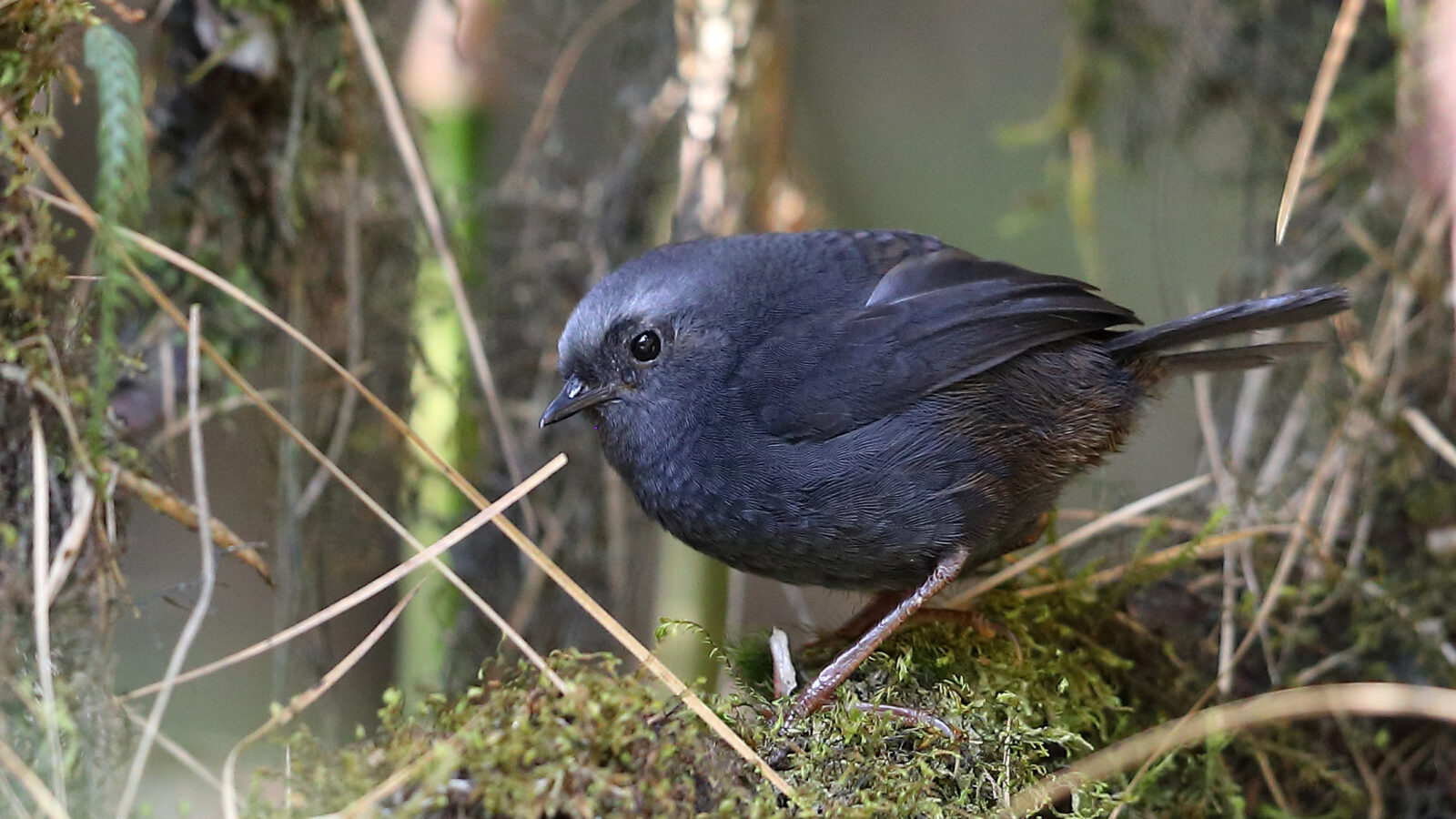 Diademed Tapaculo