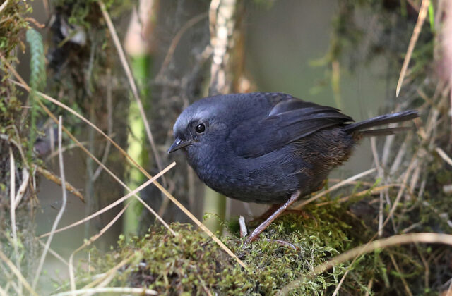Diademed Tapaculo