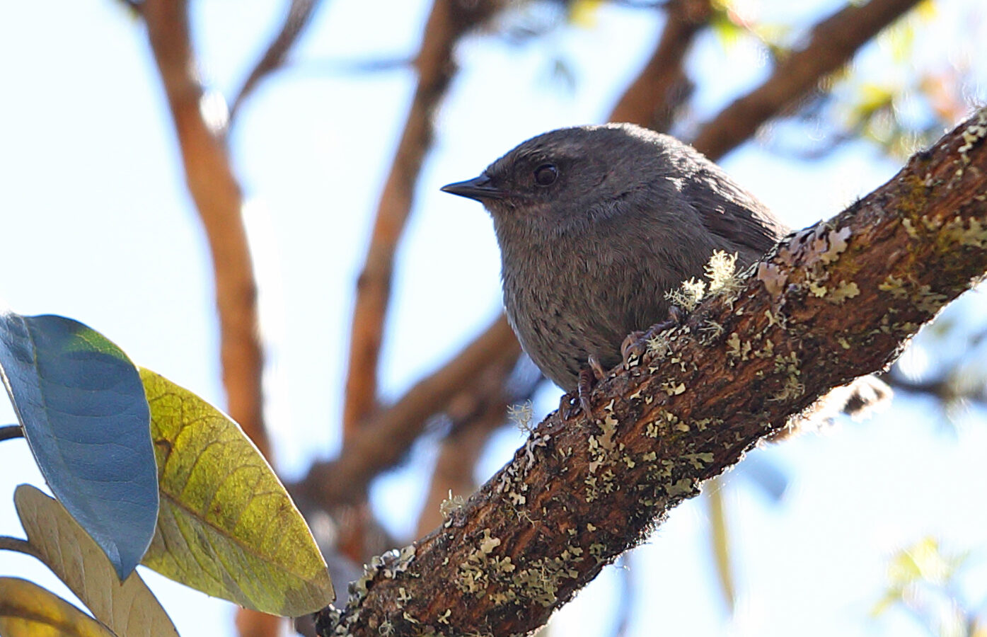 Puna Tapaculo