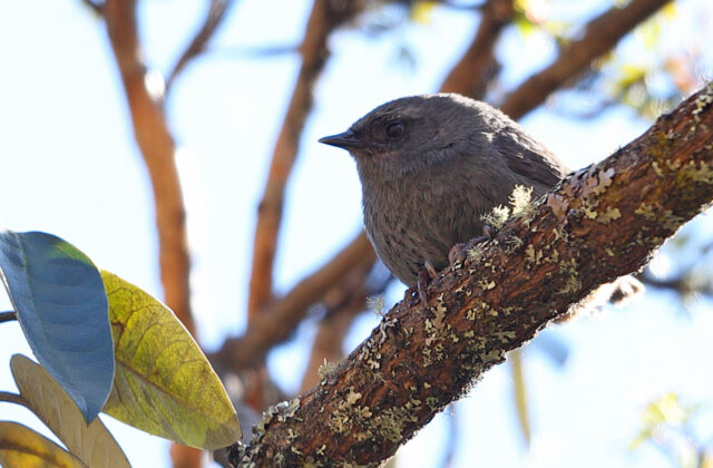 Puna Tapaculo