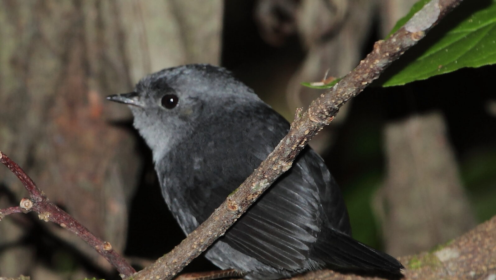 Mouse-colored Tapaculo