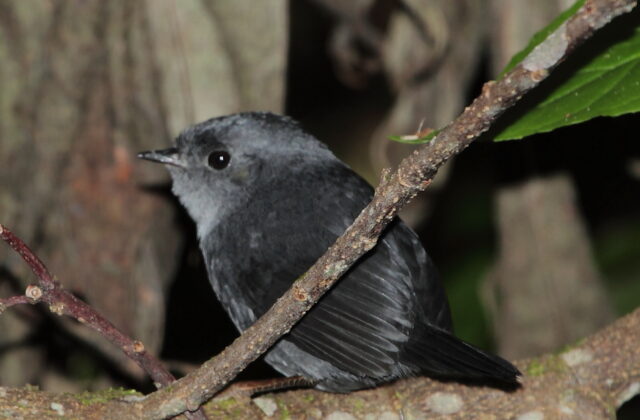 Mouse-colored Tapaculo