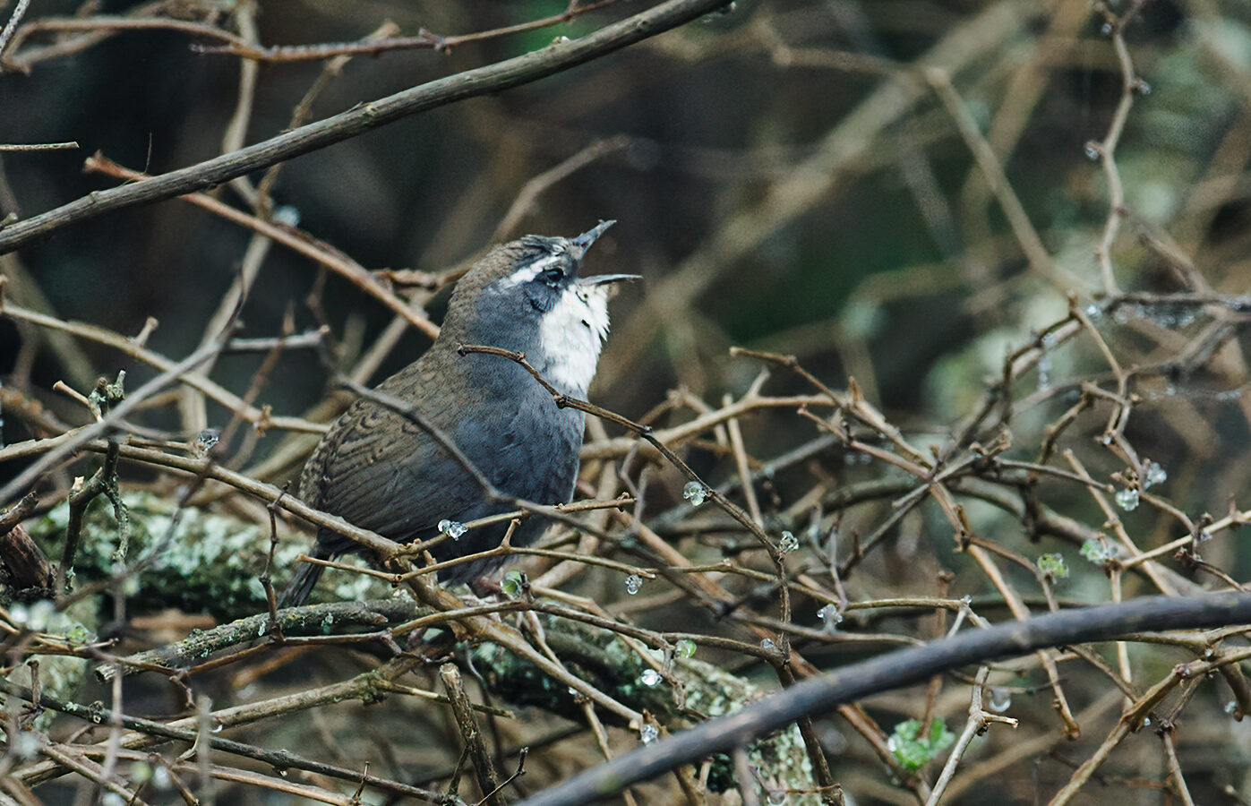 White-browed Tapaculo