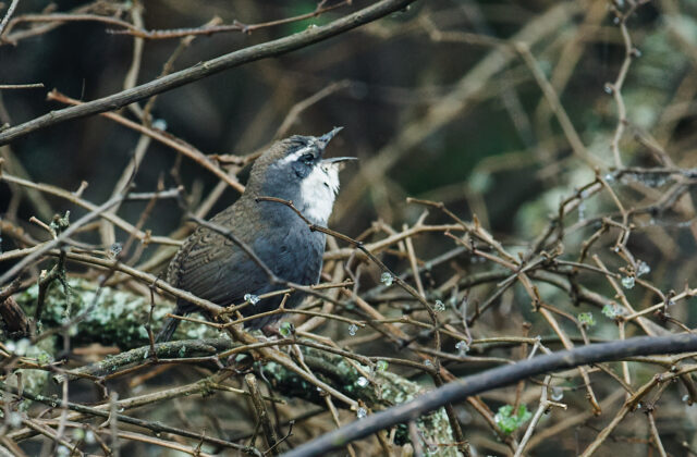 White-browed Tapaculo