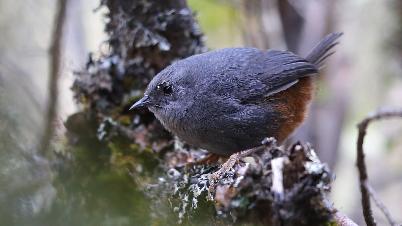 Vilcabamba Tapaculo