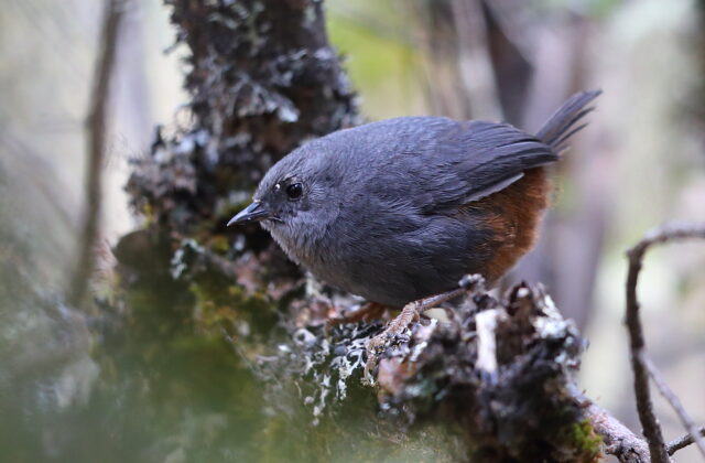 Vilcabamba Tapaculo