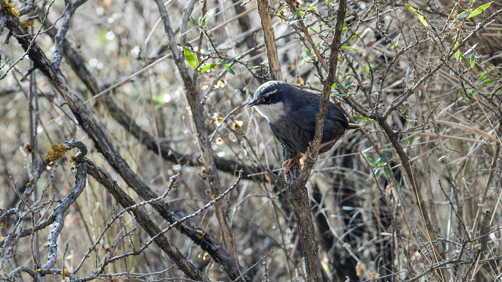 Zimmer’s Tapaculo