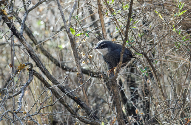 Zimmer’s Tapaculo