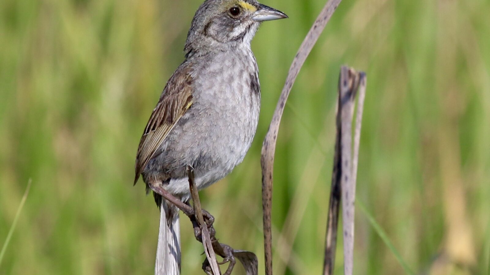 Seaside Sparrow