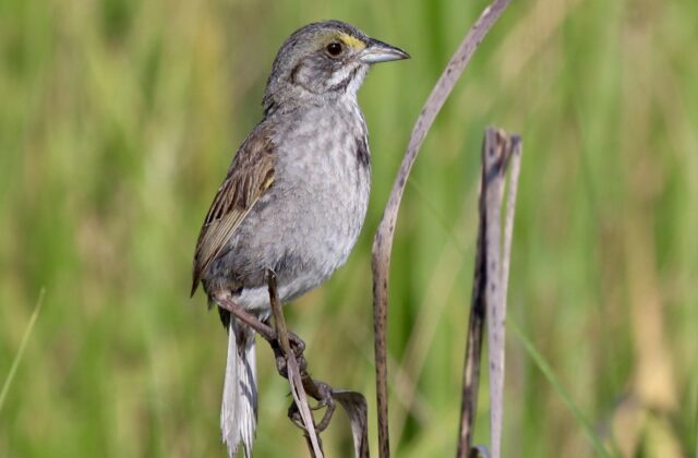 Seaside Sparrow