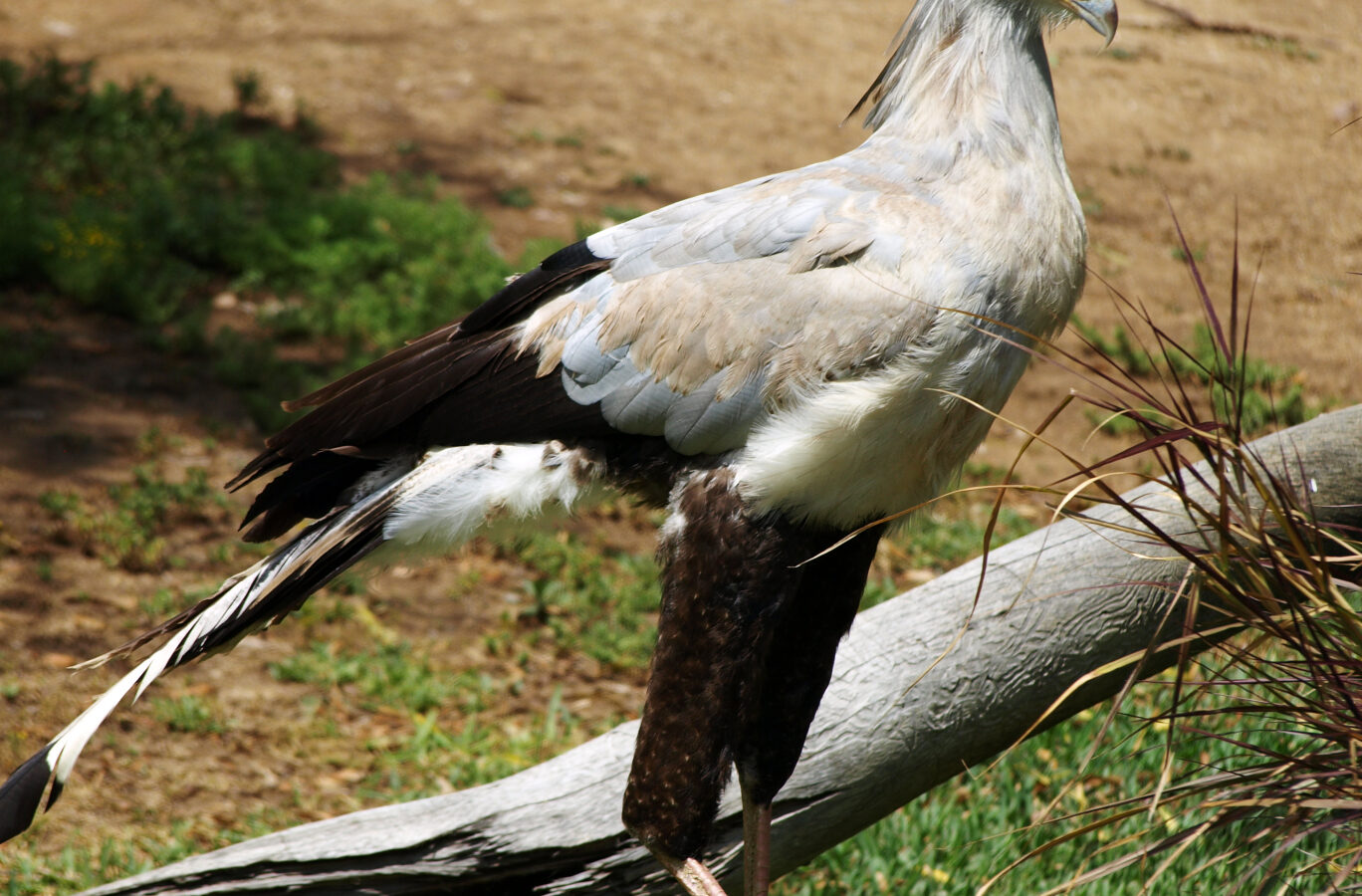 Secretarybird