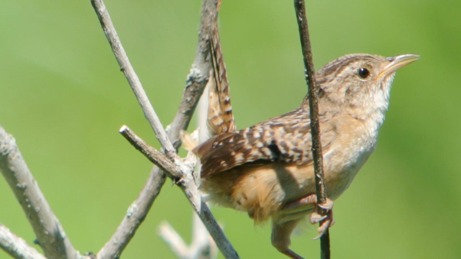 Sedge Wren