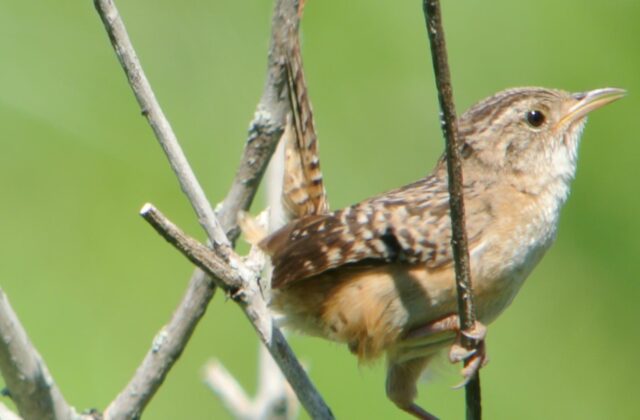 Sedge Wren
