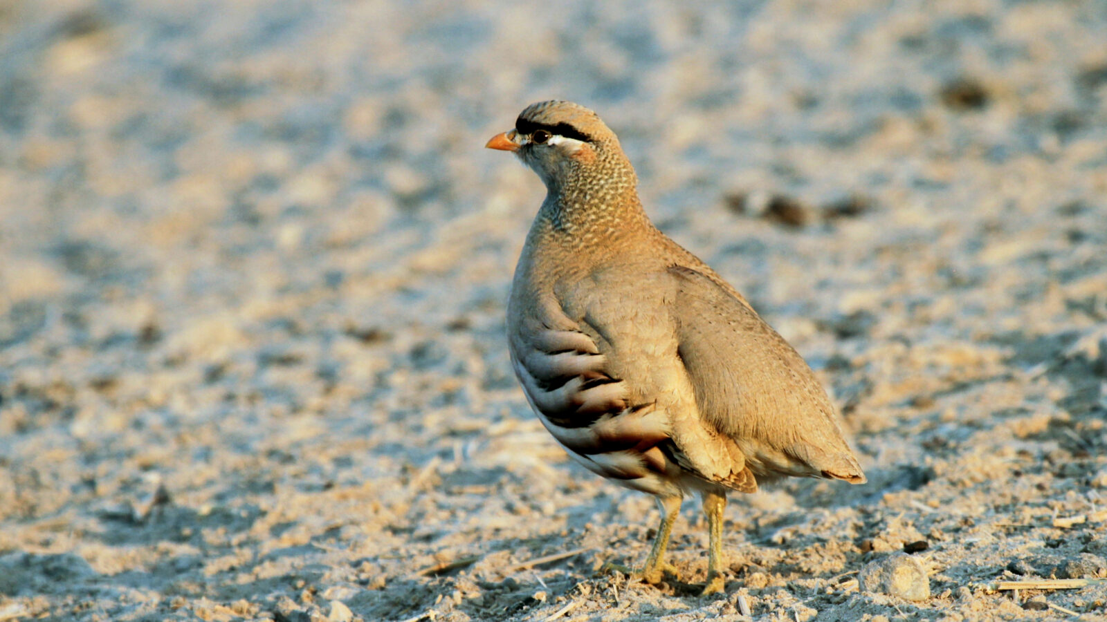 See-see Partridge