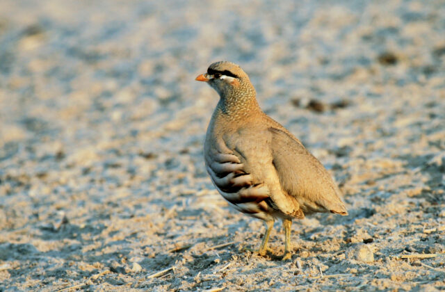 See-see Partridge