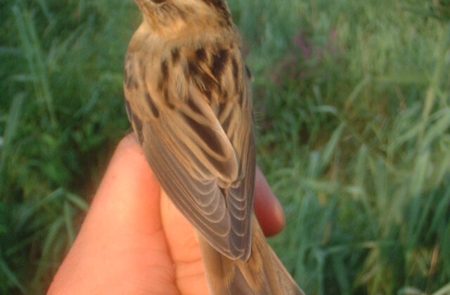 Aquatic Warbler