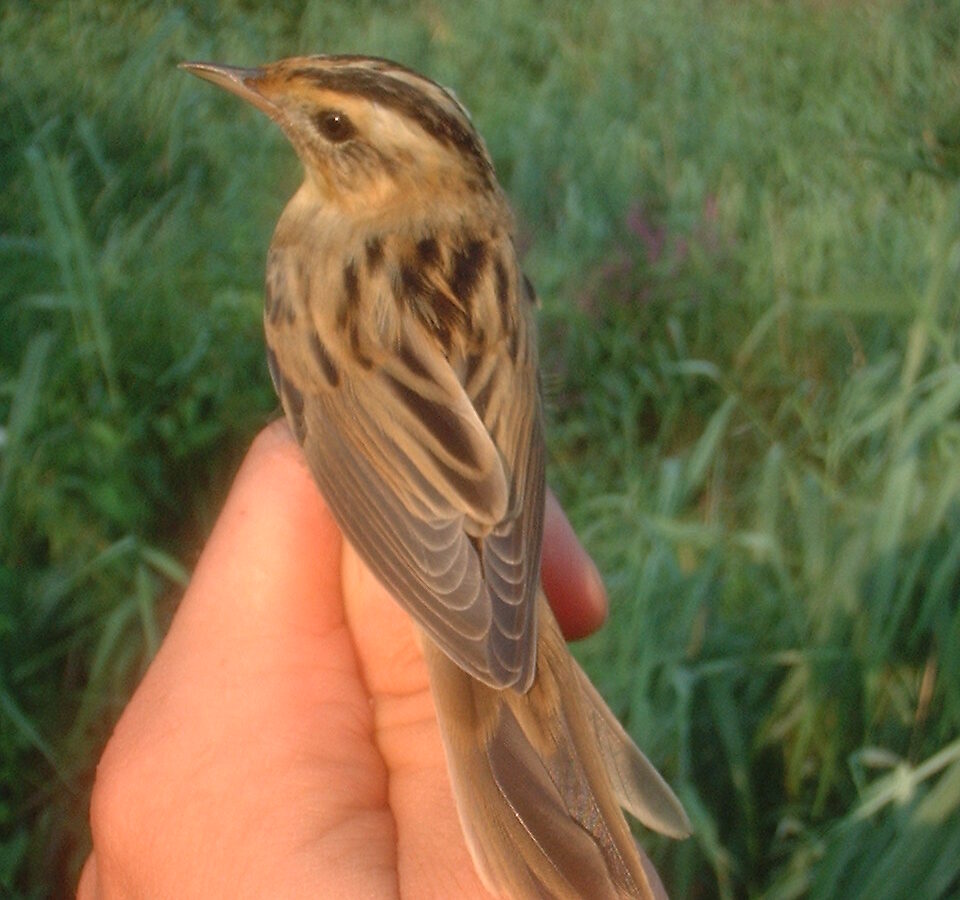 Aquatic Warbler