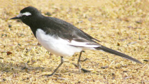 Japanese Wagtail
