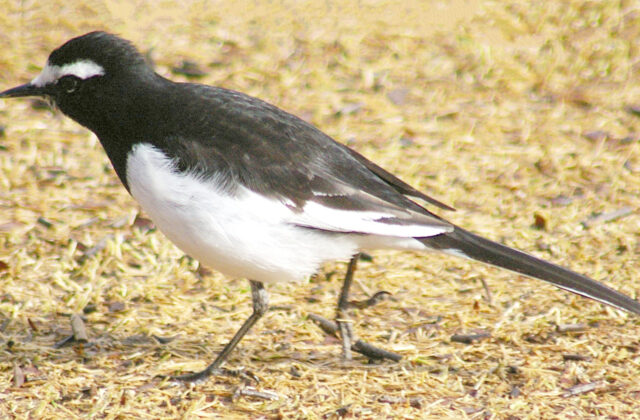 Japanese Wagtail