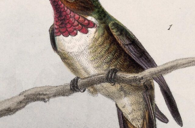 Glow-throated Hummingbird