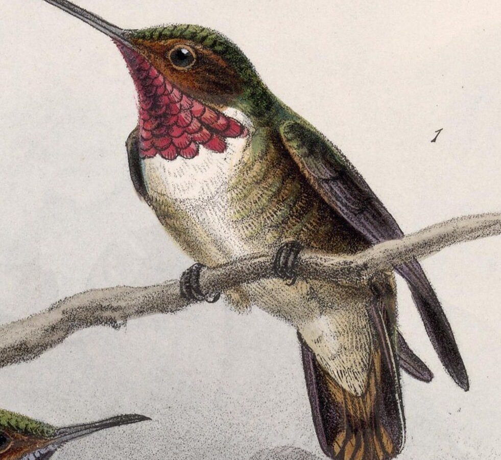 Glow-throated Hummingbird