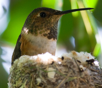 Allen’s Hummingbird
