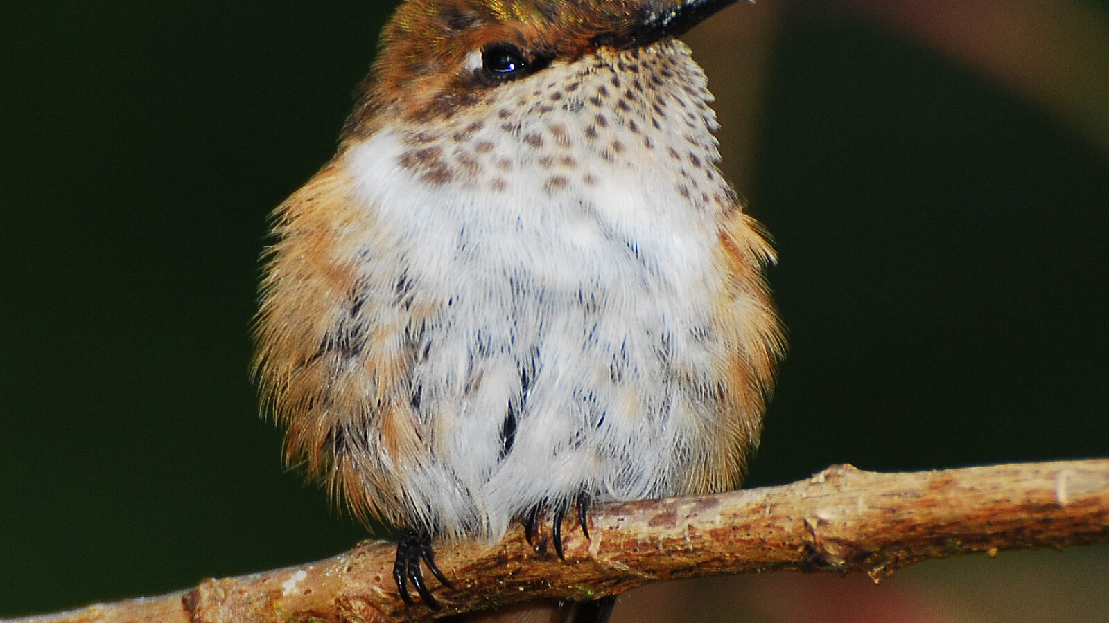Scintillant Hummingbird
