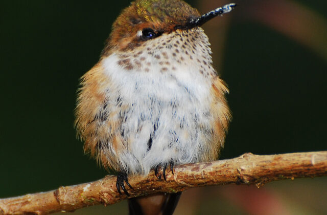 Scintillant Hummingbird