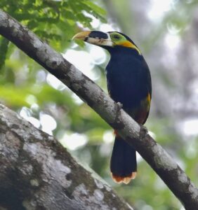 Gould’s Toucanet