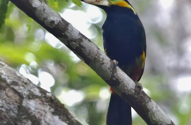 Gould’s Toucanet