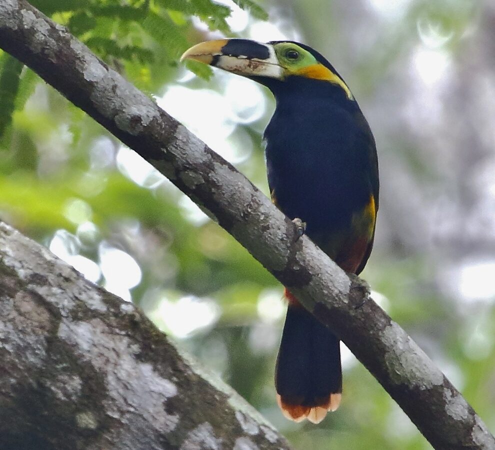 Gould’s Toucanet