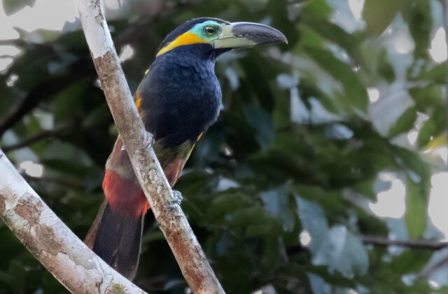 Golden-collared Toucanet